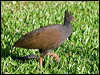 Click here to enter gallery and see photos of Orange-footed Scrubfowl