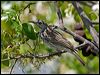 Click here to enter gallery and see photos/pictures/images of Bar-breasted Honeyeater