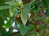 bell_miner_315688
