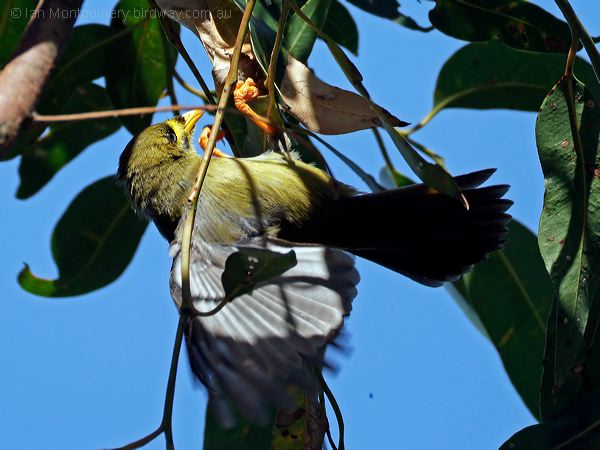 Bell Miner bell_miner_315639.psd