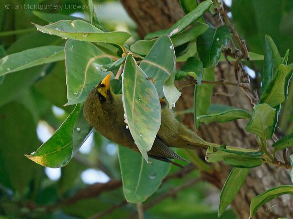 Bell Miner bell_miner_315683.psd
