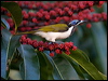 Click here to enter gallery and see photos/pictures/images of Blue-faced Honeyeater