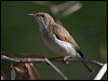 Click here to enter gallery and see photos/pictures/images of Brown-backed Honeyeater