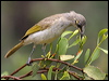 Click here to enter gallery and see photos/pictures/images of Brown Honeyeater