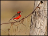 Click here to enter gallery and see photos/pictures/images of Crimson Chat