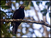 Click here to enter gallery and see photos/pictures/images of Crow Honeyeater