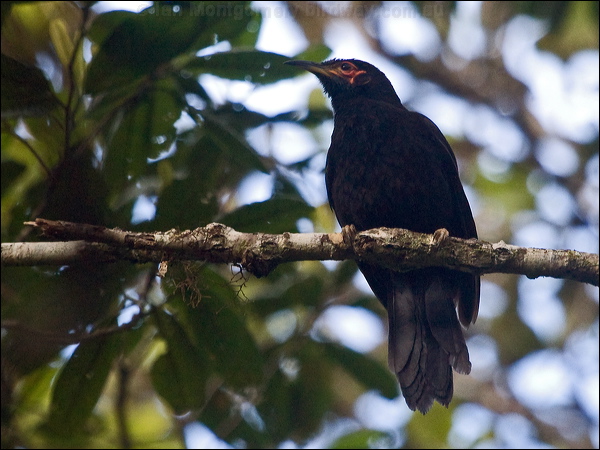Crow Honeyeater crow_honeyeater_165816.psd