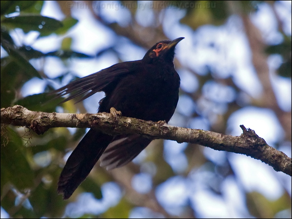 Crow Honeyeater crow_honeyeater_165827.psd