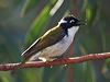 Click here to enter gallery and see photos/pictures/images of Gilbert's Honeyeater