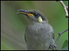 Click here to enter Graceful Honeyeater photo gallery
