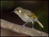 Click here to enter gallery and see photos/pictures/images of Graceful Honeyeater
