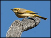 Click here to enter gallery and see photos/pictures/images of Grey-fronted Honeyeater