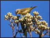 Click here to enter gallery and see photos/pictures/images of Grey-headed Honeyeater