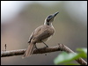 Click here to enter gallery and see photos/pictures/images of Helmeted Friarbird