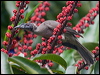 Click here to enter gallery and see photos/pictures/images of Hornbill Friarbird