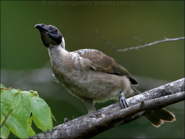 Hornbill Friarbird hornbill_friarbird_12050.psd