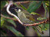 Click here to enter gallery and see photos/pictures/images of Lewin's Honeyeater