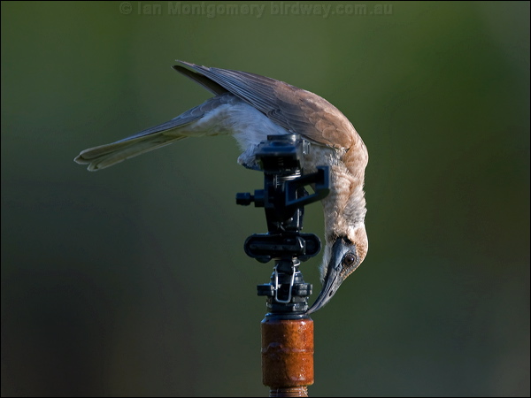 Little Friarbird little_friarbird_92689.psd