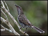 Click here to enter gallery and see photos/pictures/images of Little Wattlebird