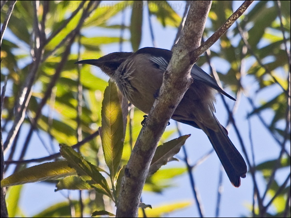 New Caledonian Friarbird new_cal_friarbird_166064.psd