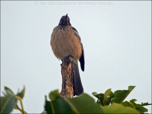 New Caledonian Friarbird new_cal_friarbird_166154.psd