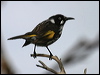 Click here to enter gallery and see photos/pictures/images of New Holland Honeyeater