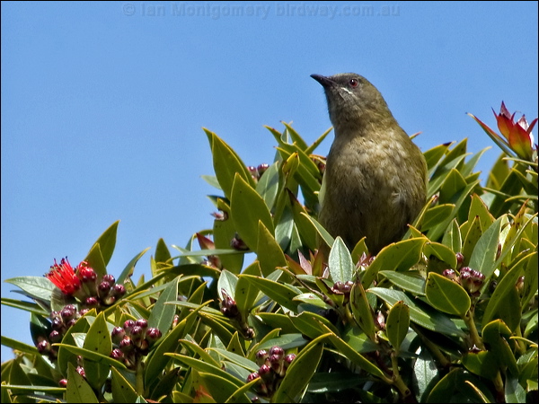 New Zealand Bellbird nz_bellbird_124685.psd