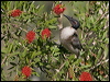 Click here to enter gallery and see photos/pictures/images of Noisy Friarbird