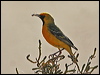Click here to enter gallery and see photos/pictures/images of Orange Chat