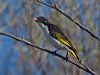 Click here to enter gallery and see photos/pictures/images of Painted Honeyeater