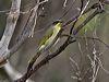 Click here to enter gallery and see photos/pictures/images of Purple-gaped Honeyeater