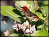 Click here to enter gallery and see photos/pictures/images of Red_headed Honeyeater