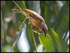 Click here to enter gallery and see photos/pictures/images of Rufous-banded Honeyeater