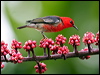 Click here to enter gallery and see photos/pictures/images of Scarlet Honeyeater