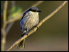 Click here to enter gallery and see photos/pictures/images of Singing Honeyeater