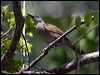 Click here to enter gallery and see photos/pictures/images of Tawny-breasted Honeyeater