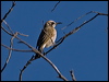 Click here to enter gallery and see photos/pictures/images of Tawny-crowned Honeyeater