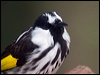 Click here to enter gallery and see photos/pictures/images of White-cheeked Honeyeater