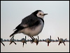 white_fronted_chat_02709