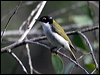 Click here to enter gallery and see photos/pictures/images of White-naped Honeyeater