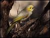 Click here to enter gallery and see photos/pictures/images of White-plumed Honeyeater