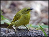Click here to enter gallery and see photos/pictures/images of Yellow Honeyeater