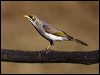 Click here to enter gallery and see photos/pictures/images of Yellow-throated Miner