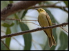 Click here to enter gallery and see photos/pictures/images of Yellow-tinted Honeyeater