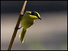 Click here to enter gallery and see photos/pictures/images of Yellow-tufted Honeyeater