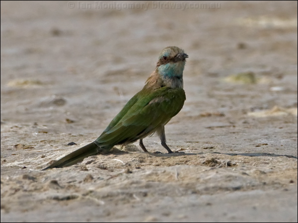Arabian Green Bee-eater arab_green_beeeater_160300.psd