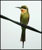 blue_tail_bee_eater_06690