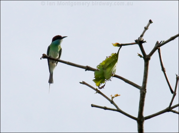 Blue-throated Bee-eater bluethroat_bee_eater_49811.psd