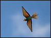 Click here to enter gallery and see photos/pictures/images of European Bee-eater