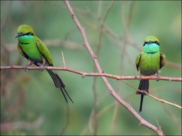 Asian Green Bee-eater littlegreen_beeeater_16681.psd